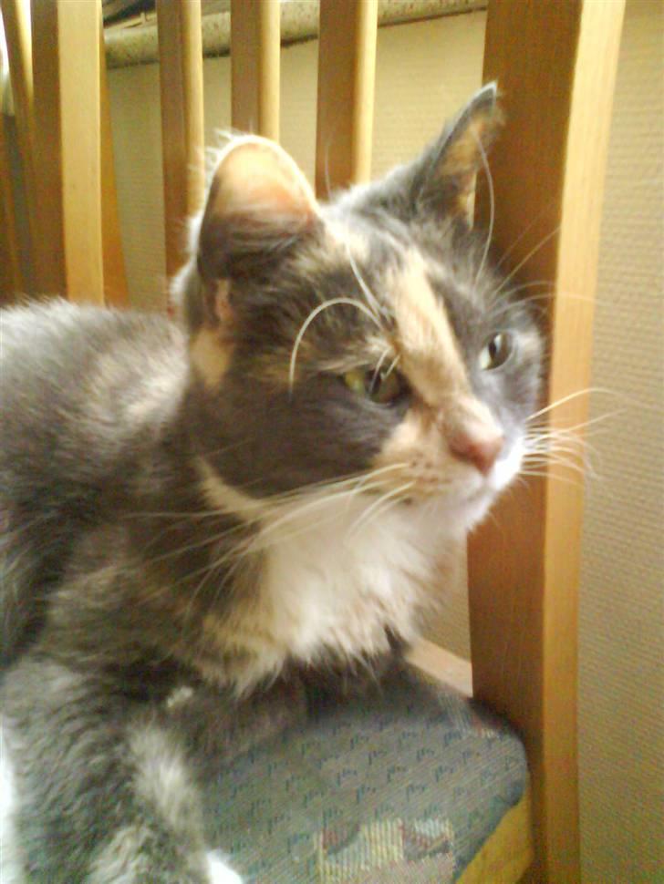 Huskat sanvet rip Mette :( billede 11