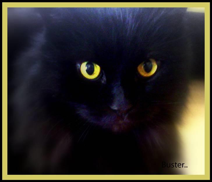 Blanding af racer Buster billede 7