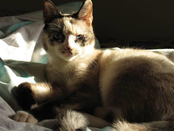 Blanding af racer Luna billede 2