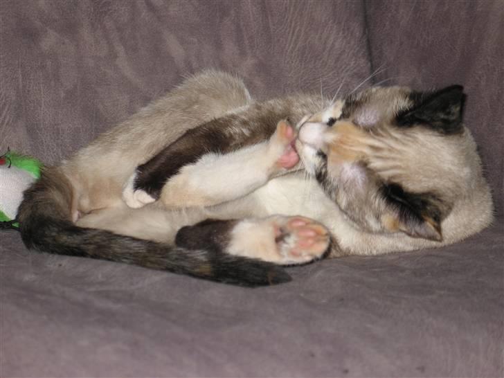 Blanding af racer Luna billede 3