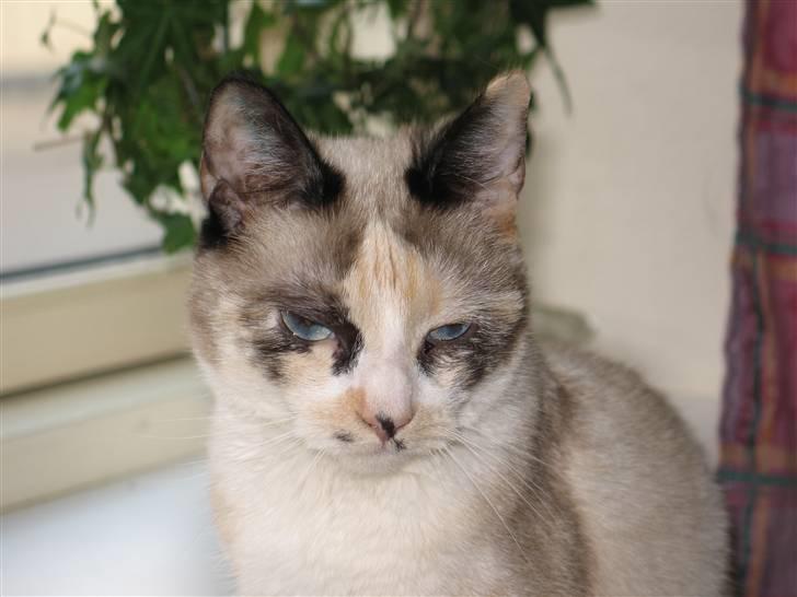 Blanding af racer Luna billede 4