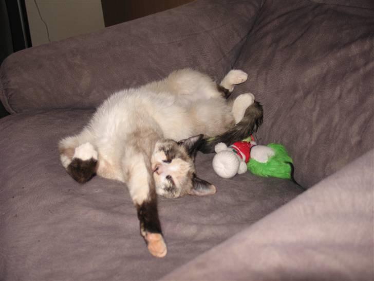 Blanding af racer Luna billede 5