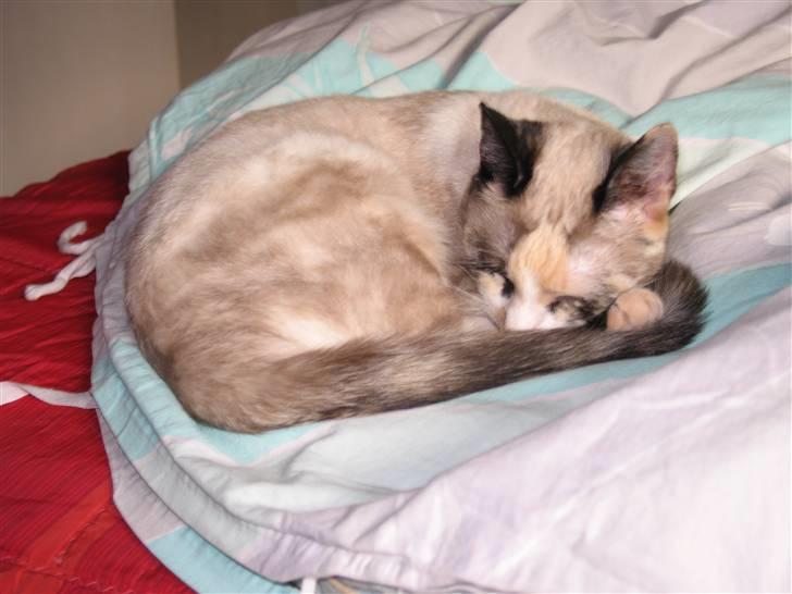 Blanding af racer Luna billede 8