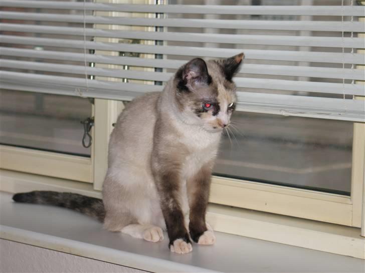 Blanding af racer Luna billede 9