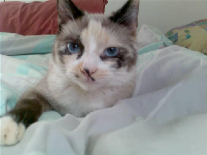 Blanding af racer Luna billede 10