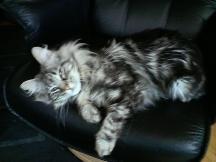 Norsk Skovkat Ikaros billede 1