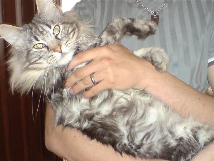 Norsk Skovkat Ikaros billede 2