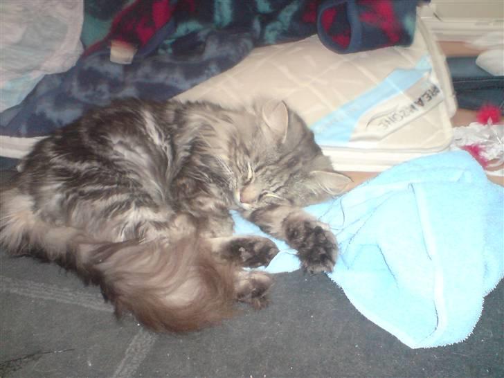 Norsk Skovkat Ikaros billede 3