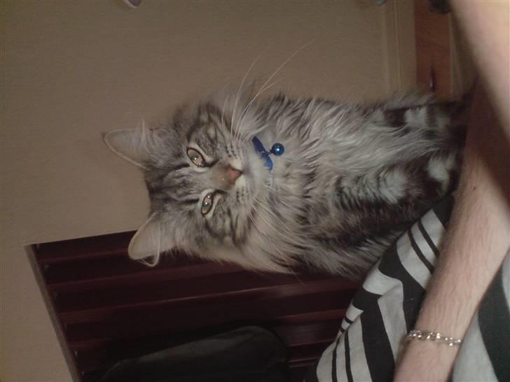 Norsk Skovkat Ikaros billede 4