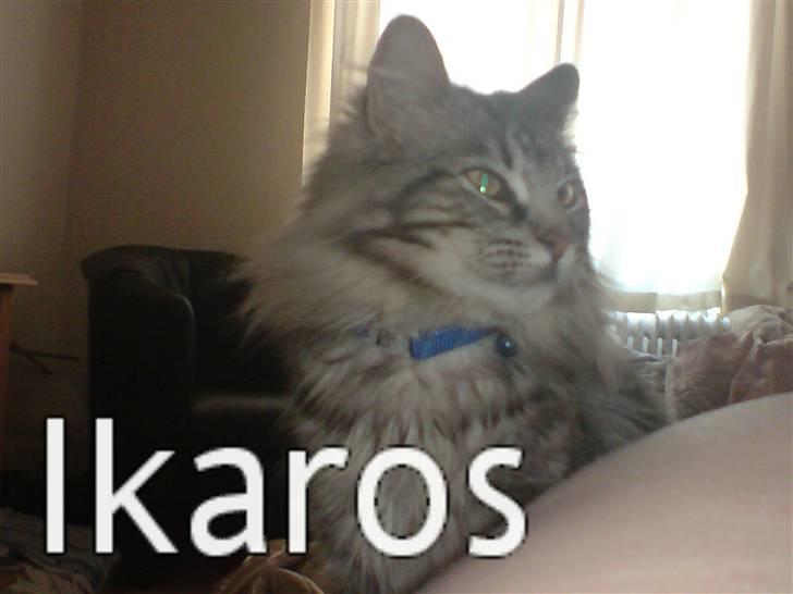 Norsk Skovkat Ikaros billede 5