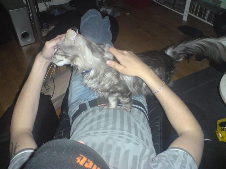 Norsk Skovkat Ikaros billede 6