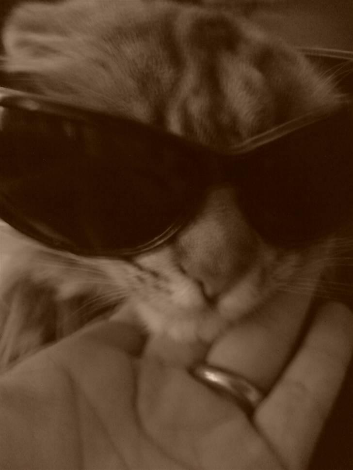 Norsk Skovkat Ikaros billede 7