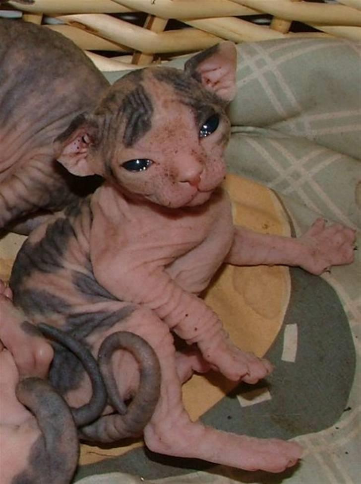 Sphynx Clara billede 7