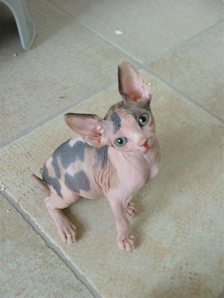 Sphynx Clara billede 8