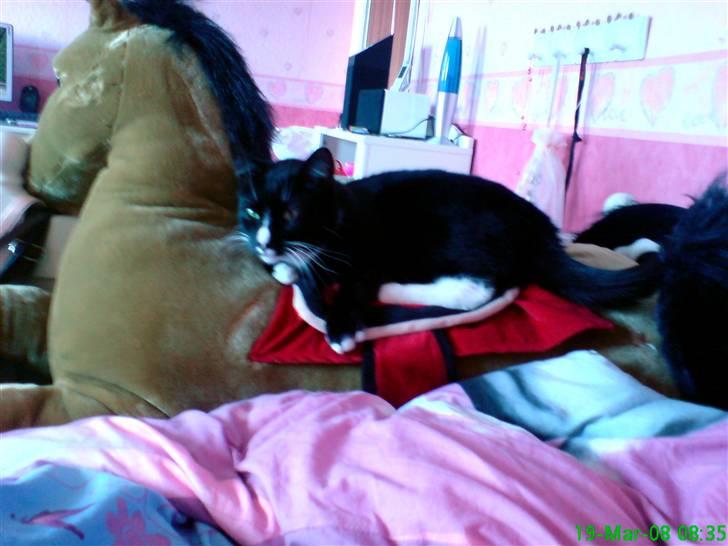 Blanding af racer Ludvig  billede 6