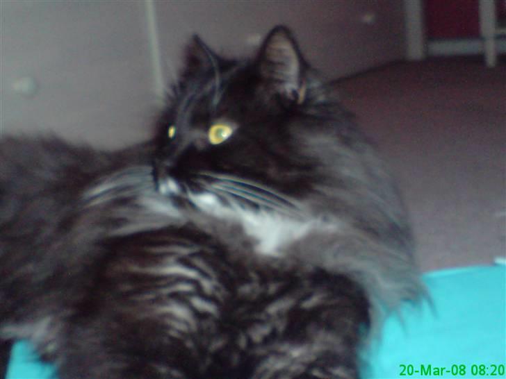 Maine Coon Trold billede 7