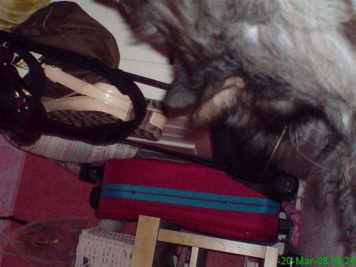 Maine Coon Trold billede 8