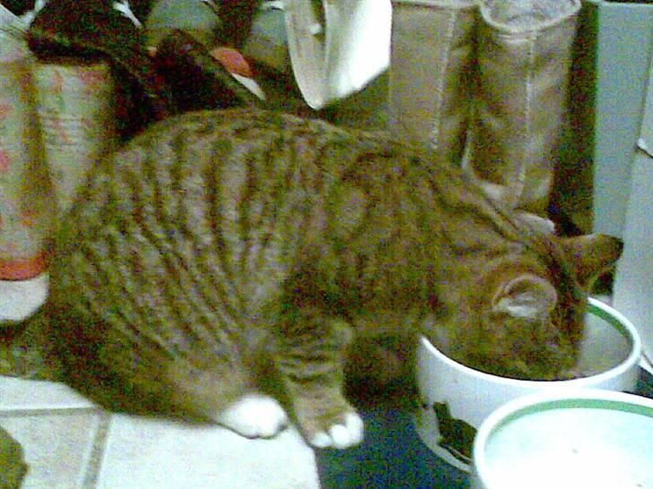 Huskat tigger - jeg er en bandit! billede 1