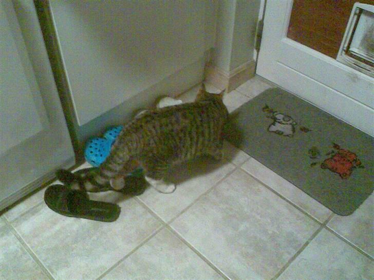 Huskat tigger - er jeg ikk sød billede 2