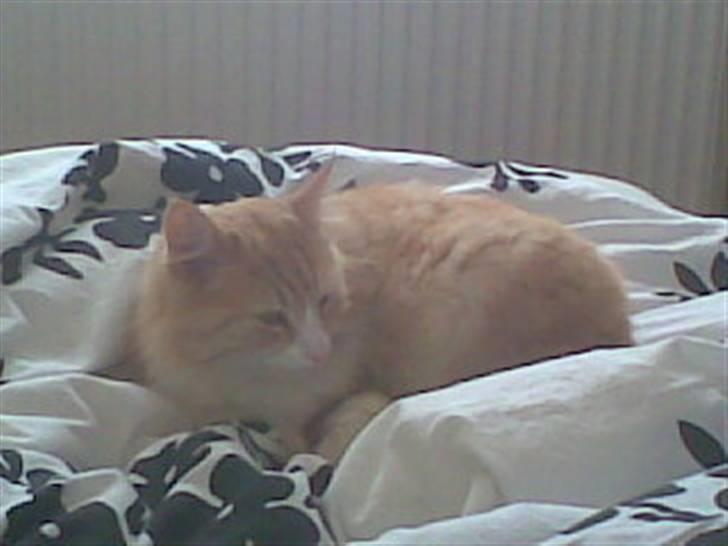 Huskat tigger - det er mikkel min far billede 3