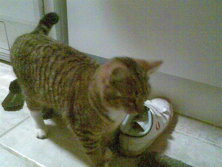 Huskat tigger - det er mig billede 4