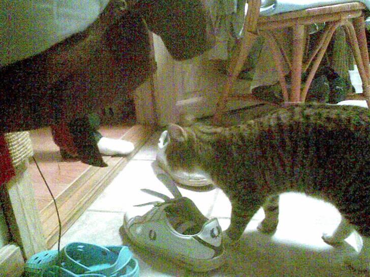 Huskat tigger - jeg går billede 5