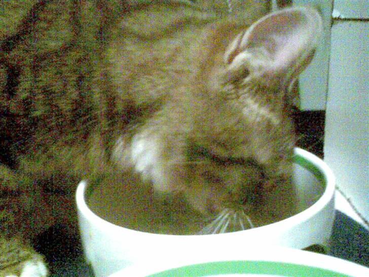 Huskat tigger - jeg spiser billede 6