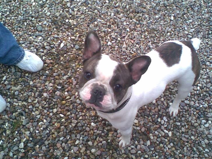 Huskat tigger - er ikk vores bare en vi kenders hund hunden hedder nynne billede 7