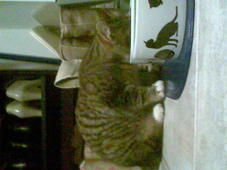 Huskat tigger billede 8