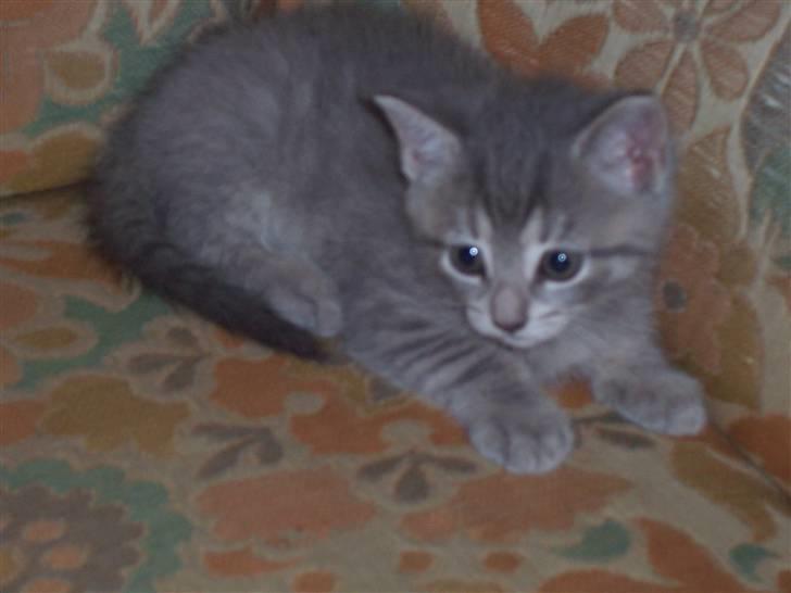 Huskat Miss ismiss - is miss 5 uger gammel billede 1