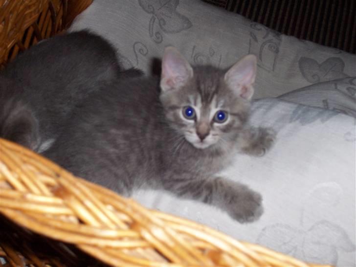 Huskat Miss ismiss billede 2