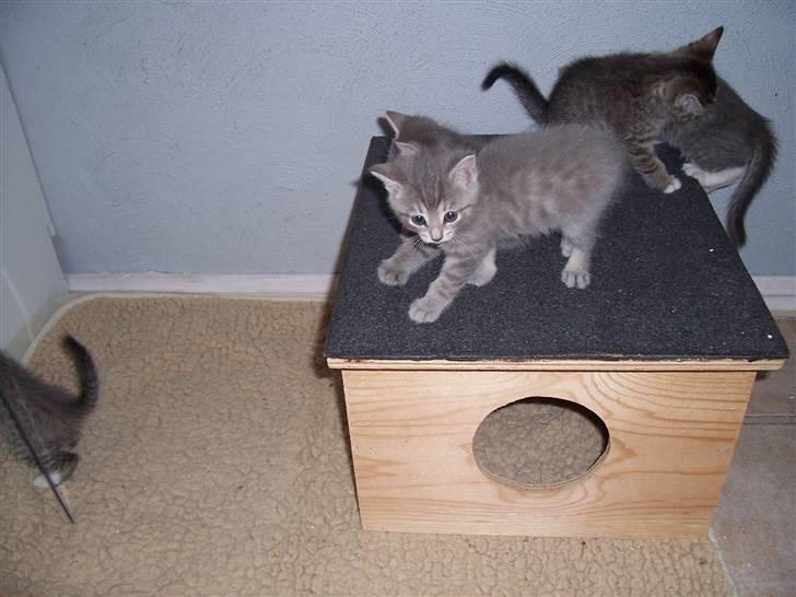 Huskat Miss ismiss billede 3