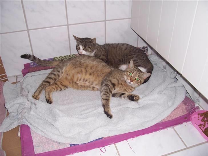 Huskat Miss ismiss - ismiss`mor (den tykke kat) og hendes mormor billede 5