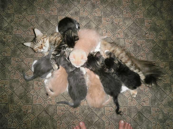 Maine Coon Musse - Musse har fået killinger d. 13.4 kl 01.45 6 stk.´s :-) billede 6