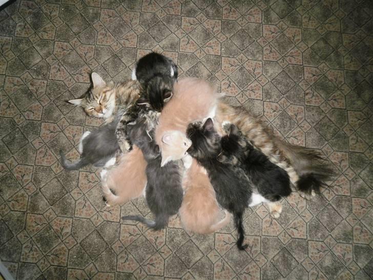 Maine Coon Musse billede 7