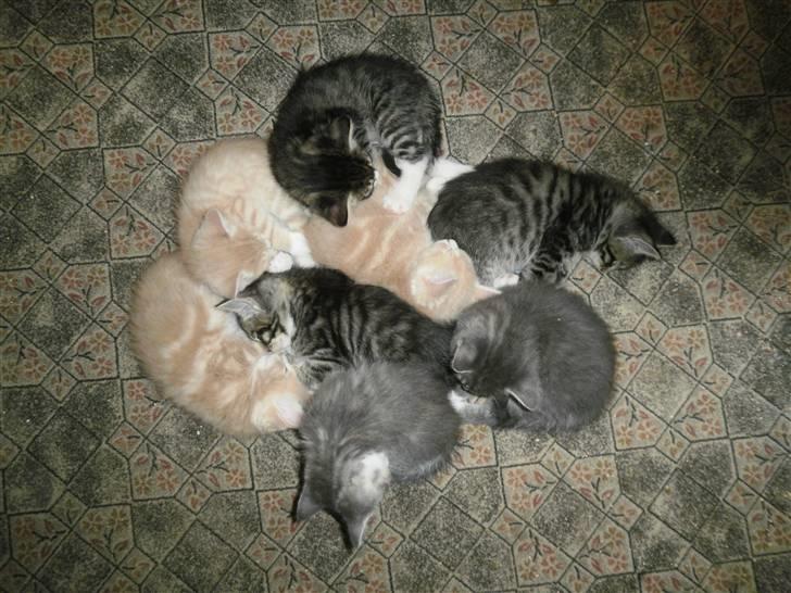 Maine Coon Musse billede 8