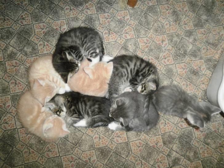 Maine Coon Musse billede 9