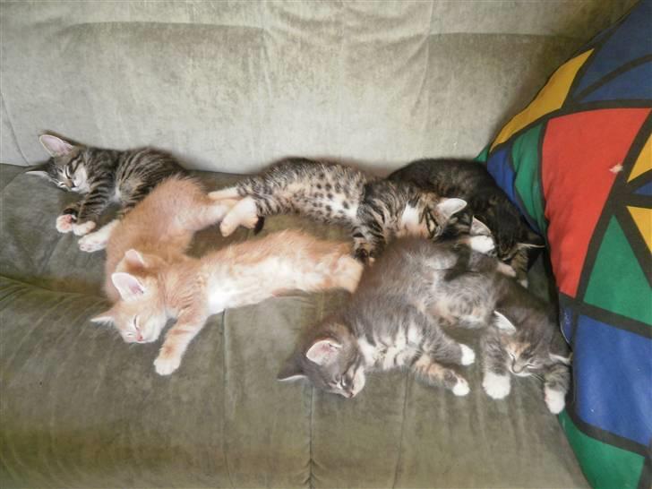 Maine Coon Musse billede 10