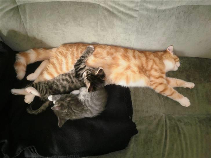 Maine Coon Musse billede 11