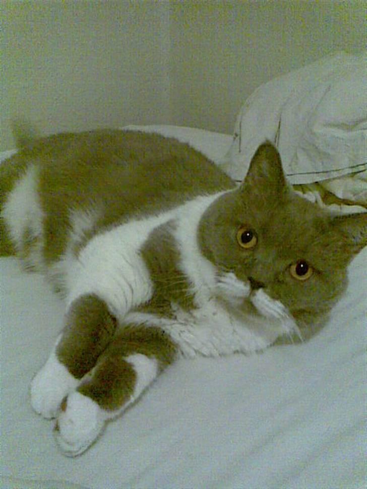 British Shorthair Balou billede 1
