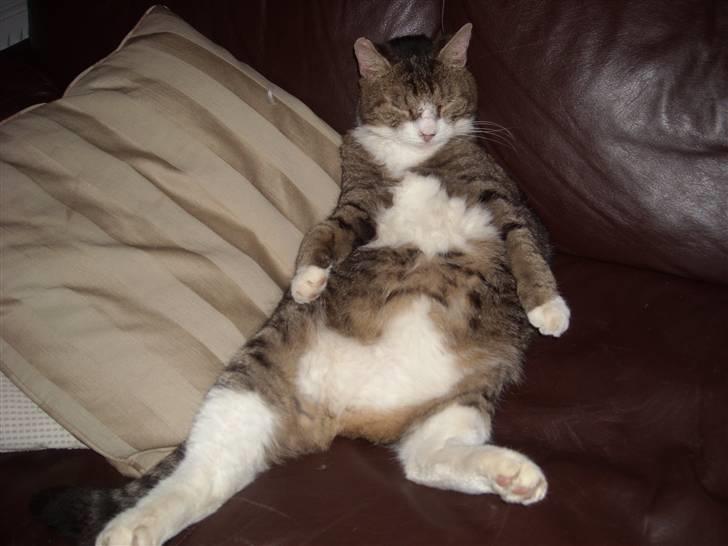 Blanding af racer Frans/ Fedberg R.I.P - Nina er jeg ikke god til at sidde som et menneske billede 6