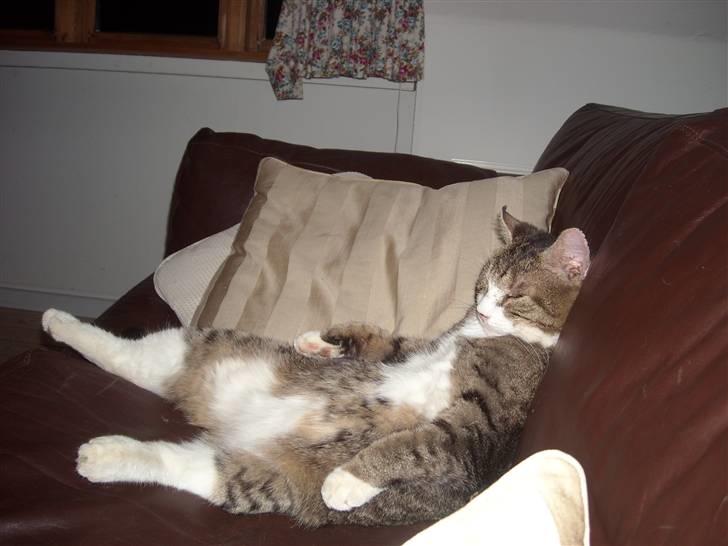 Blanding af racer Frans/ Fedberg R.I.P - LIDT KONGELIG HAR MAN DA LOV TIL AT VÆRE:) billede 7