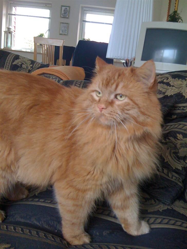 Blanding af racer pomba billede 18