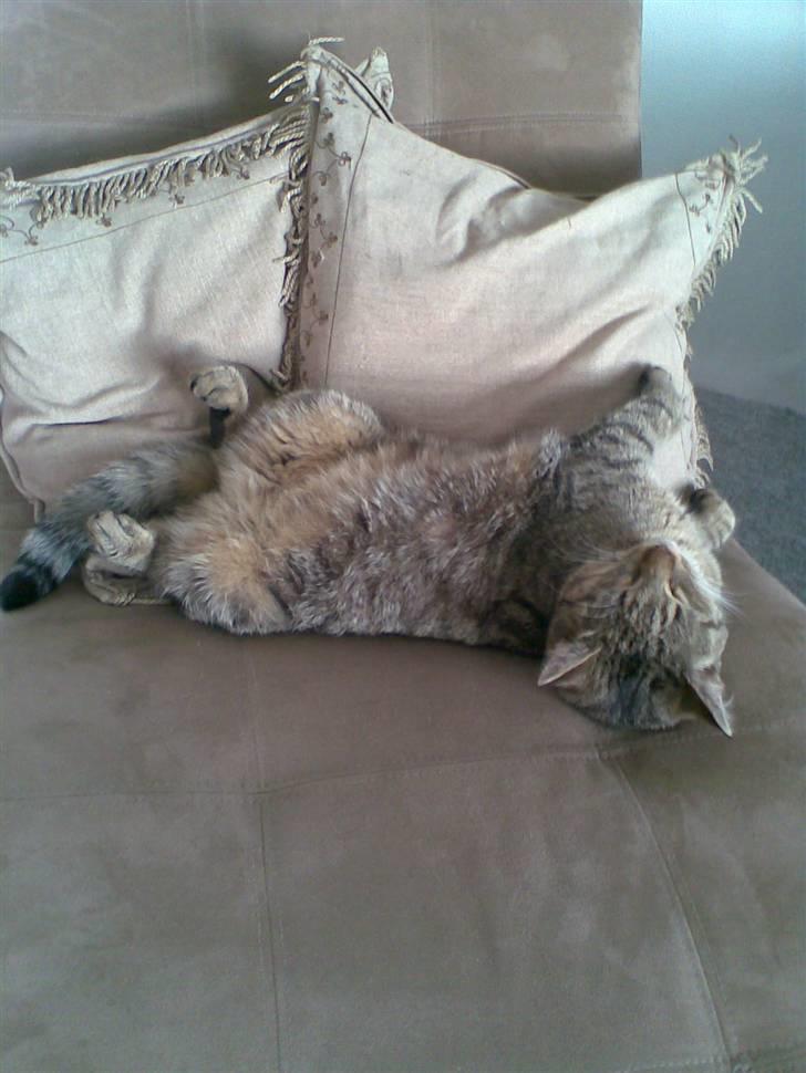 Blanding af racer Shaker billede 13