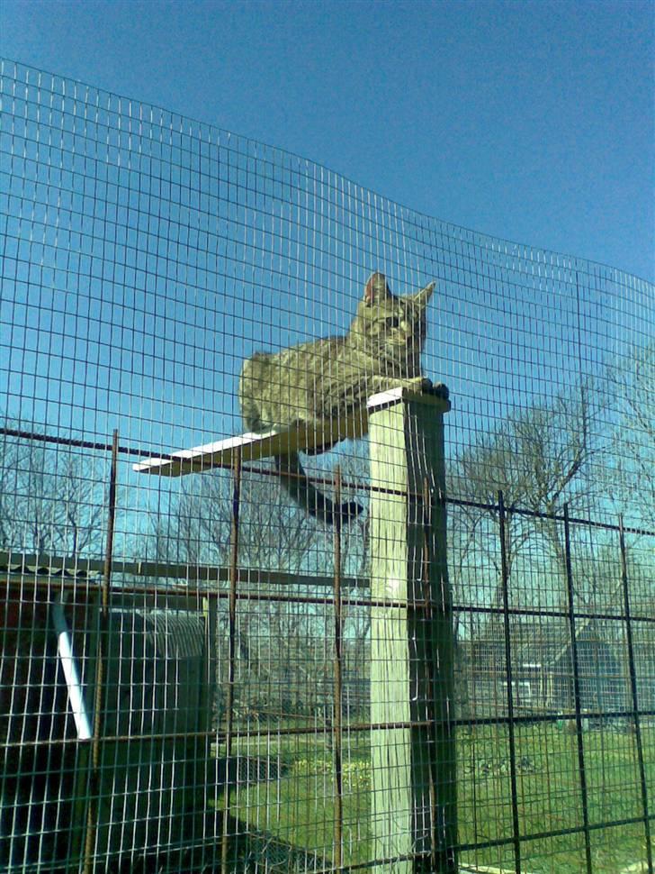 Blanding af racer Shaker billede 14