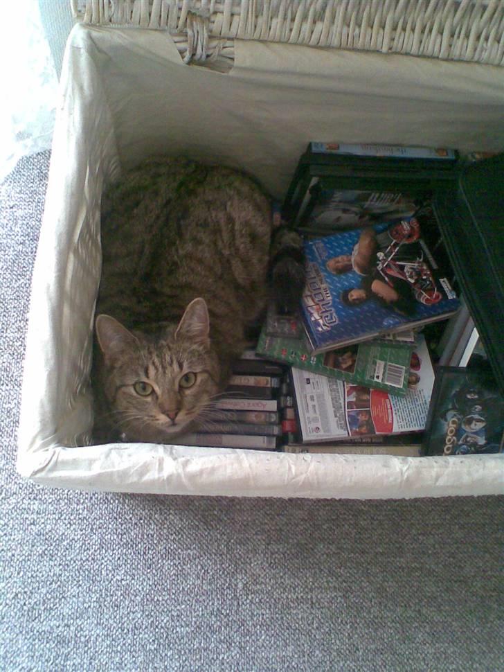 Blanding af racer Shaker billede 15