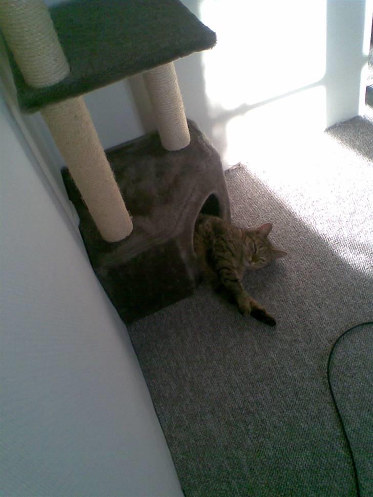 Blanding af racer Shaker billede 16