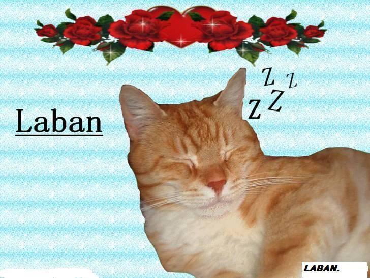 Blanding af racer Laban - tag lige en lur.. zzzzz billede 1