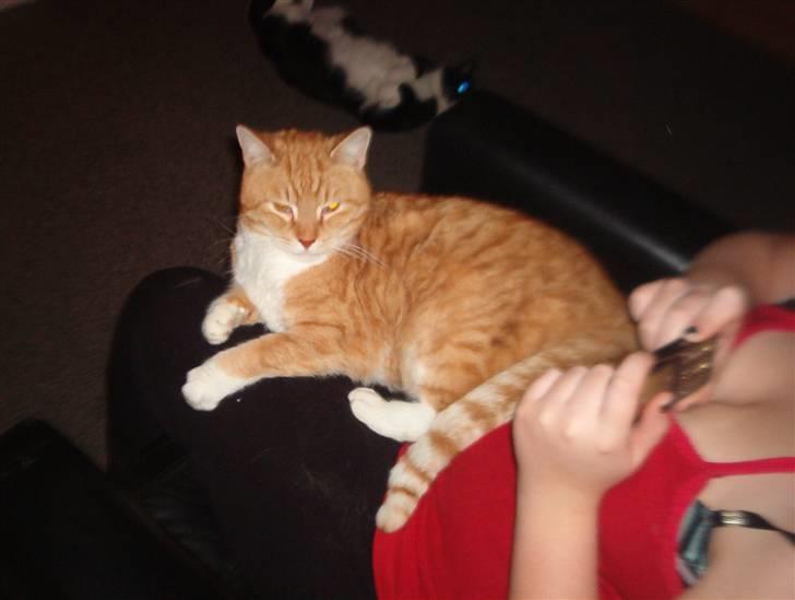 Blanding af racer Laban - elsker at blivet nusset med..ummm billede 3