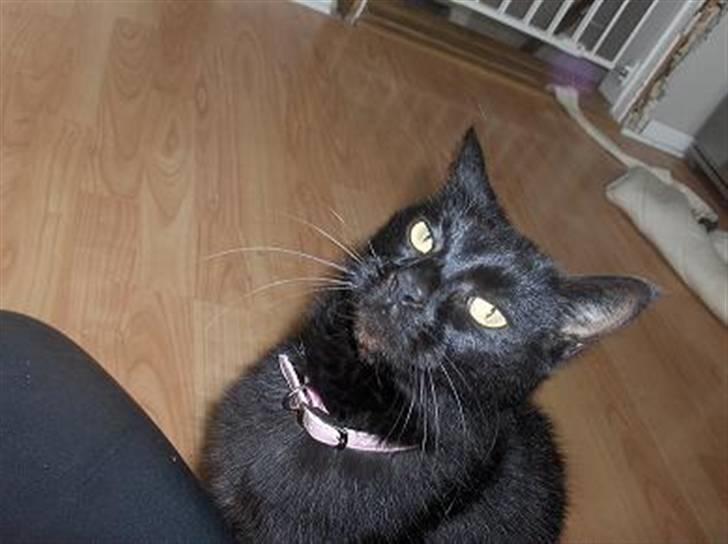 Huskat Mini - Kan I ikke se jeg er en prinsesse???  billede 1